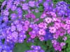 Buddleia Butterfly Bush